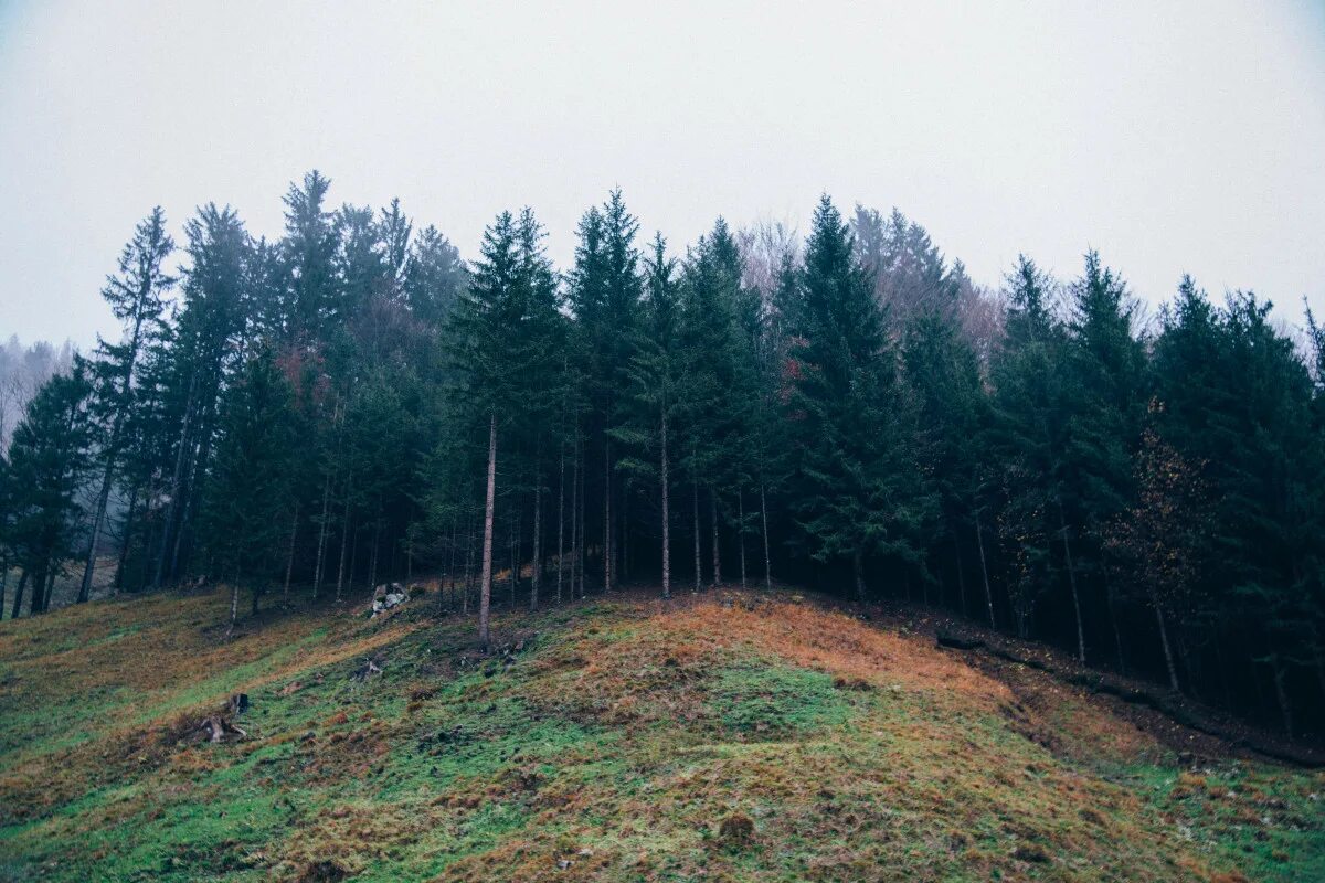 Горы поросшие лесом. Холм в Сосновом лесу. Лес на склоне. Сосна на Холме. Лес вдали.