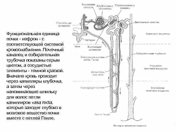 Структурный элемент почки человека нефрон
