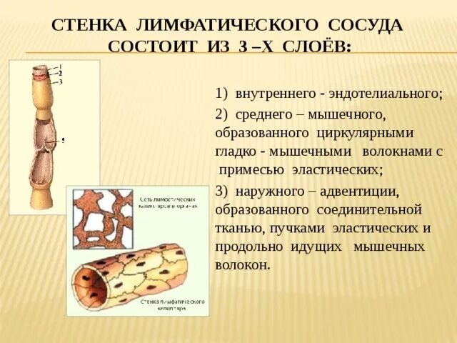 Стенка лимфатического сосуда. Строение стенки лимфатических сосудов. Слои стенки лимфатического сосуда. Строение стенки лимфатического капилляра. Строение стенки лимф. Сосудов..