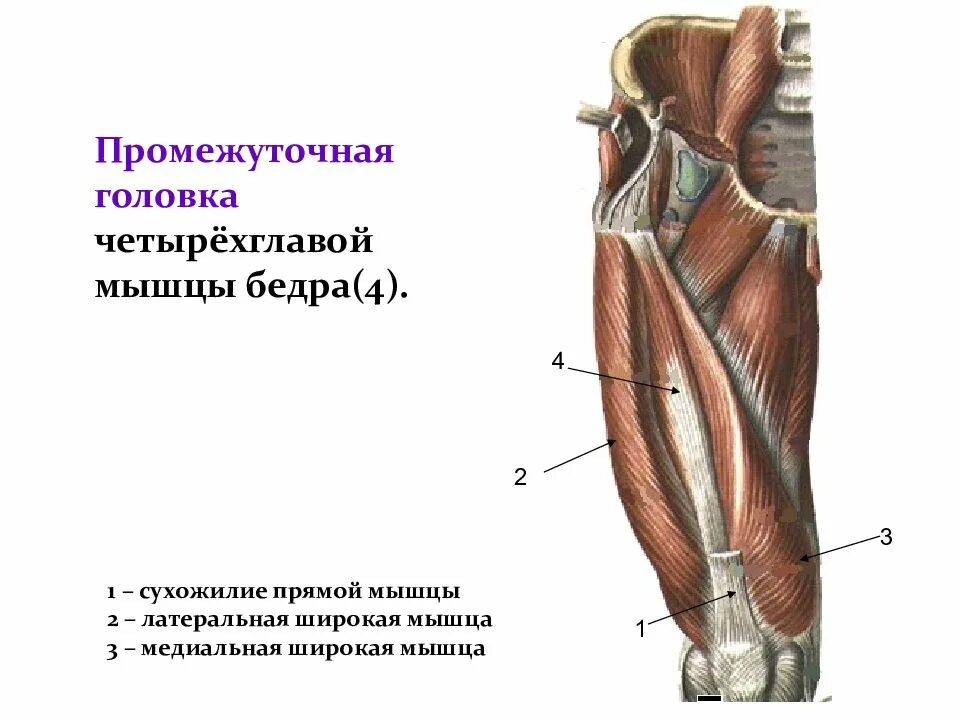 Сухожилие головы. Четырехглавая мышца бедра анатомия. 4 головки четырехглавой мышцы. промежуточная головка четырехглавой мышцы бедра. сухожилие прямой мышцы бедра анатомия.