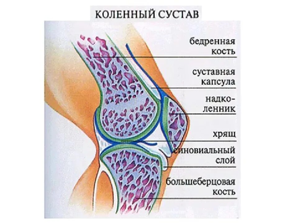 Коленный сустав сайт. Схема строения коленного сустава. Строение коленного сустава человека анатомия. Анатомия костей коленного сустава человека. Коленный сустав анатомия схема.