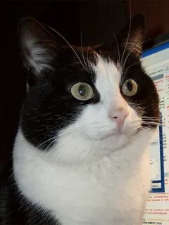 Тима котик