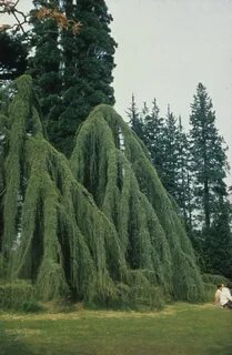 Atlas cedar