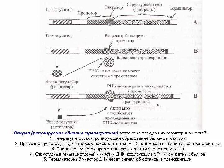 Строение оперона эукариот. Структура оперона прокариот. Схема транскрипции Гена эукариот. Ген регулятор промотор схема.