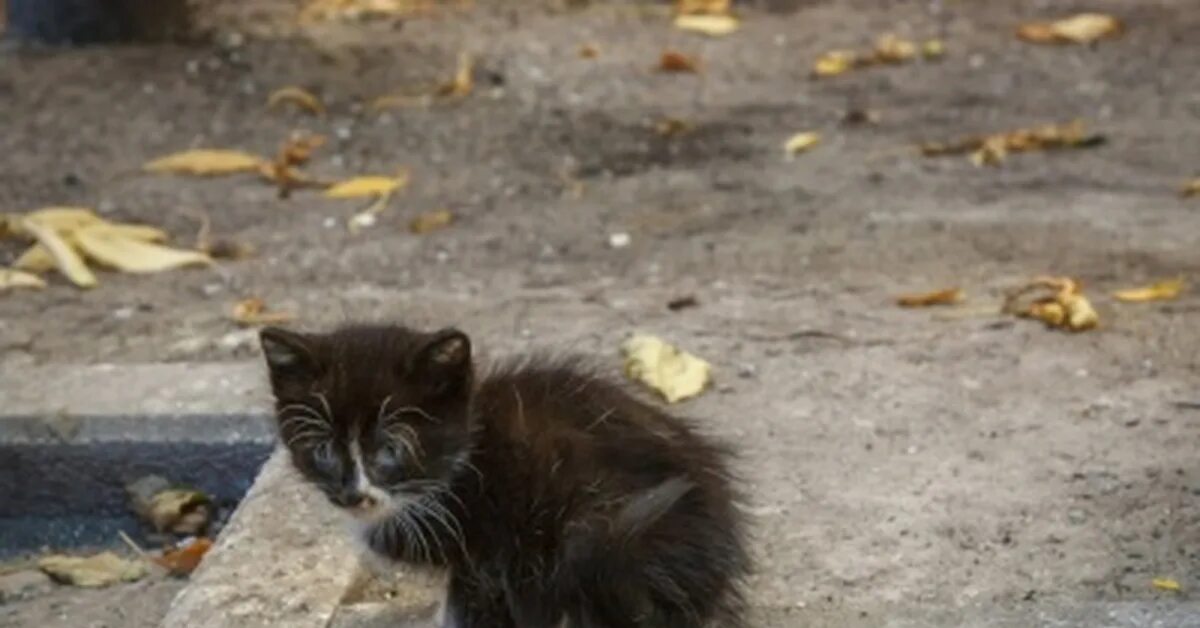 Бездомные котята. Уличные коты. Бродячий кот. Брошенный котенок на улице. Котенок на улице.