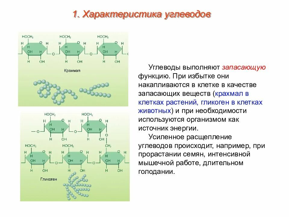 Функции молекул углеводов и липидов. Углеводы и их функции в растительной клетке. функции углеводов в растительной клетке. какие функции выполняют углеводы в клетке растений. функции молекул углеводов.