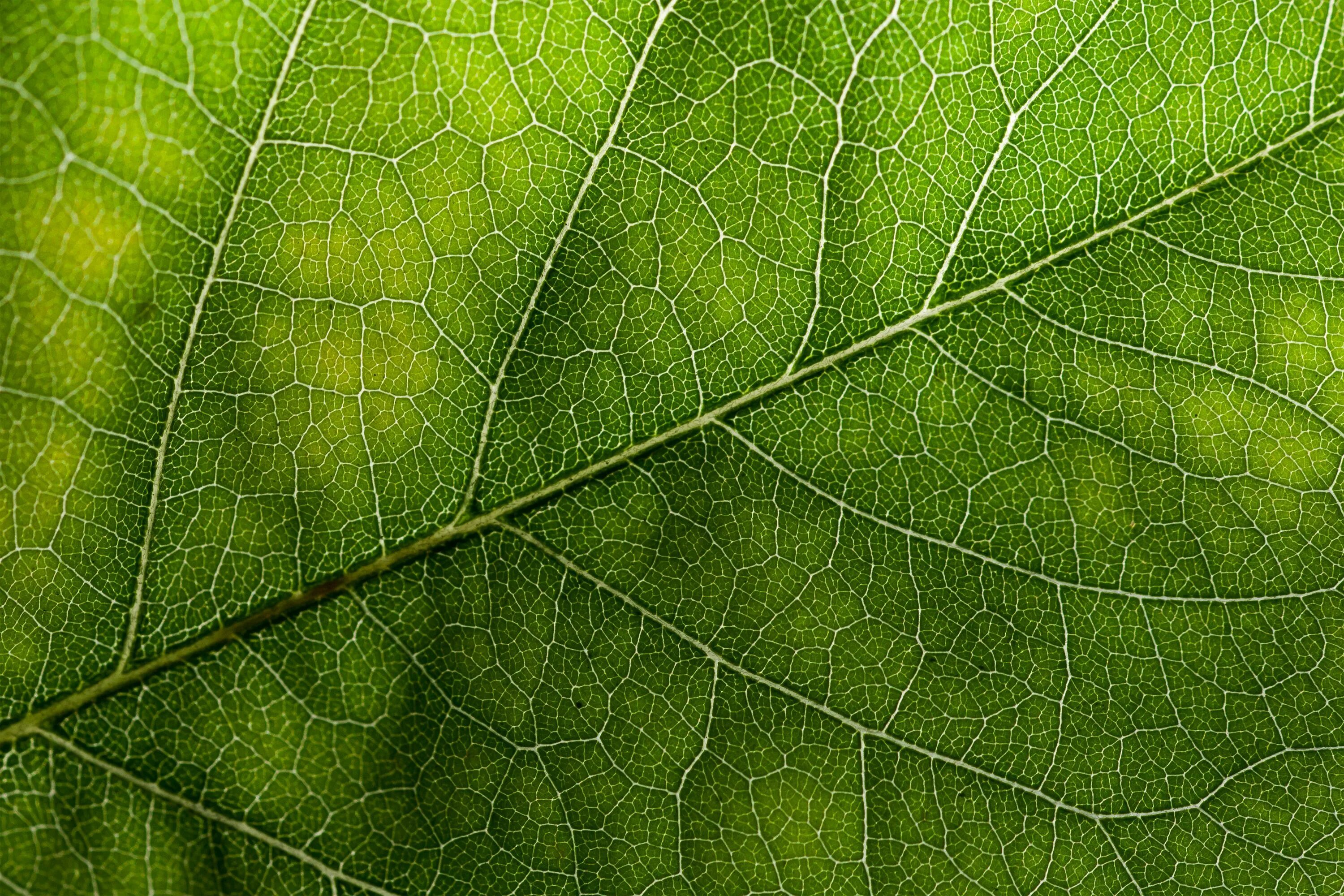 Цвет зеленый лист. Листья растений. Лист с прожилками. Текстура листвы. Фактура листа.