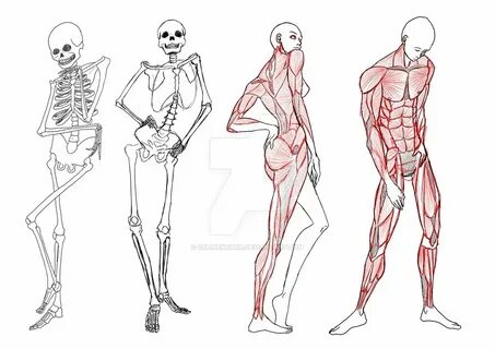 Anatomy teenwxve