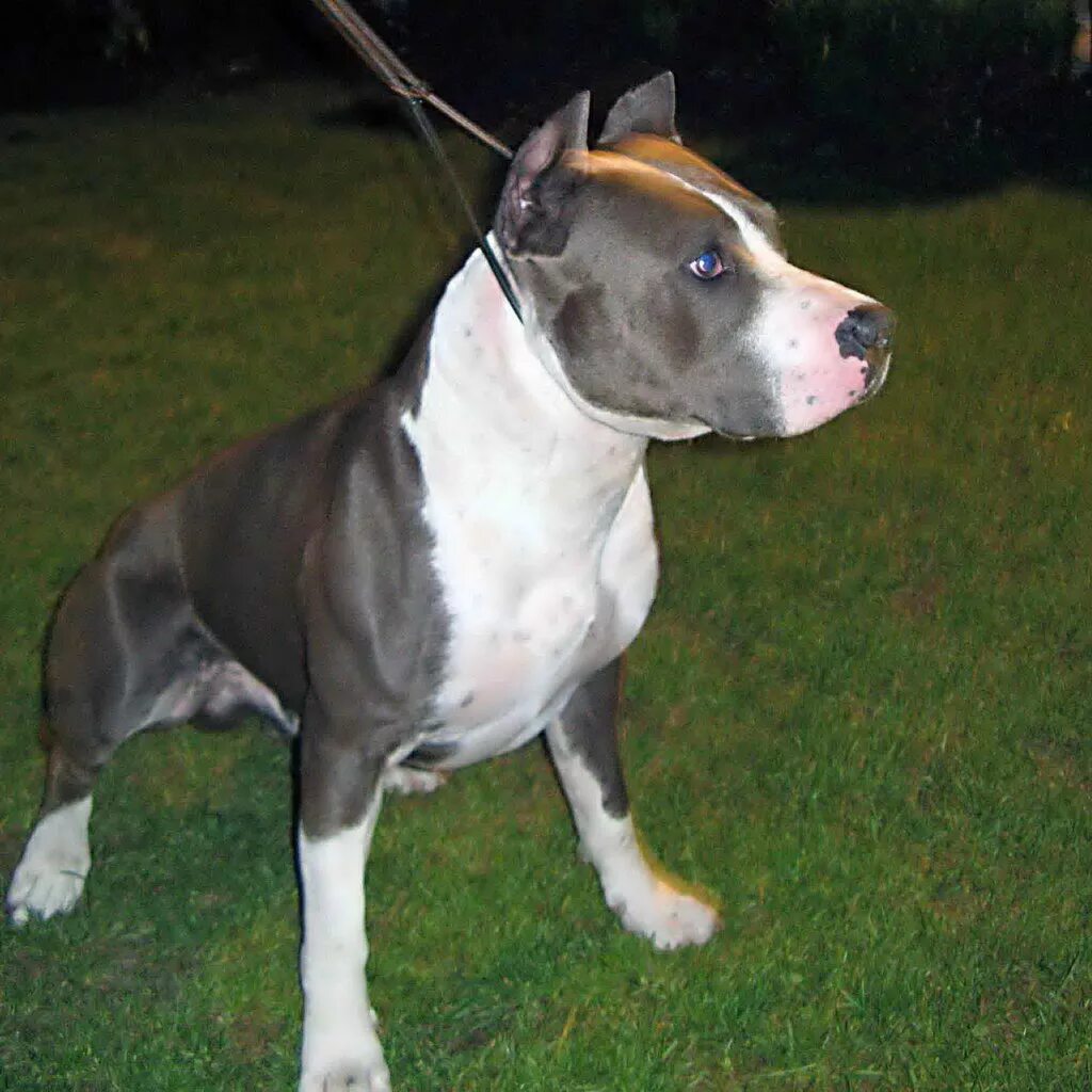 стаффордширский терьер булли. американский стаффордширский терьербелвц. американский стаффордширский терьер окрасы. стаффордширский бульдог. американский амстафф терьер.