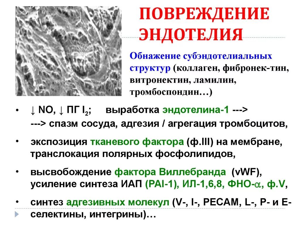 Коллаген агрегация. Ковид эндотелий. Функции сосудистого эндотелия. Факторы повреждения эндотелия. Патогенез дисфункции эндотелия.