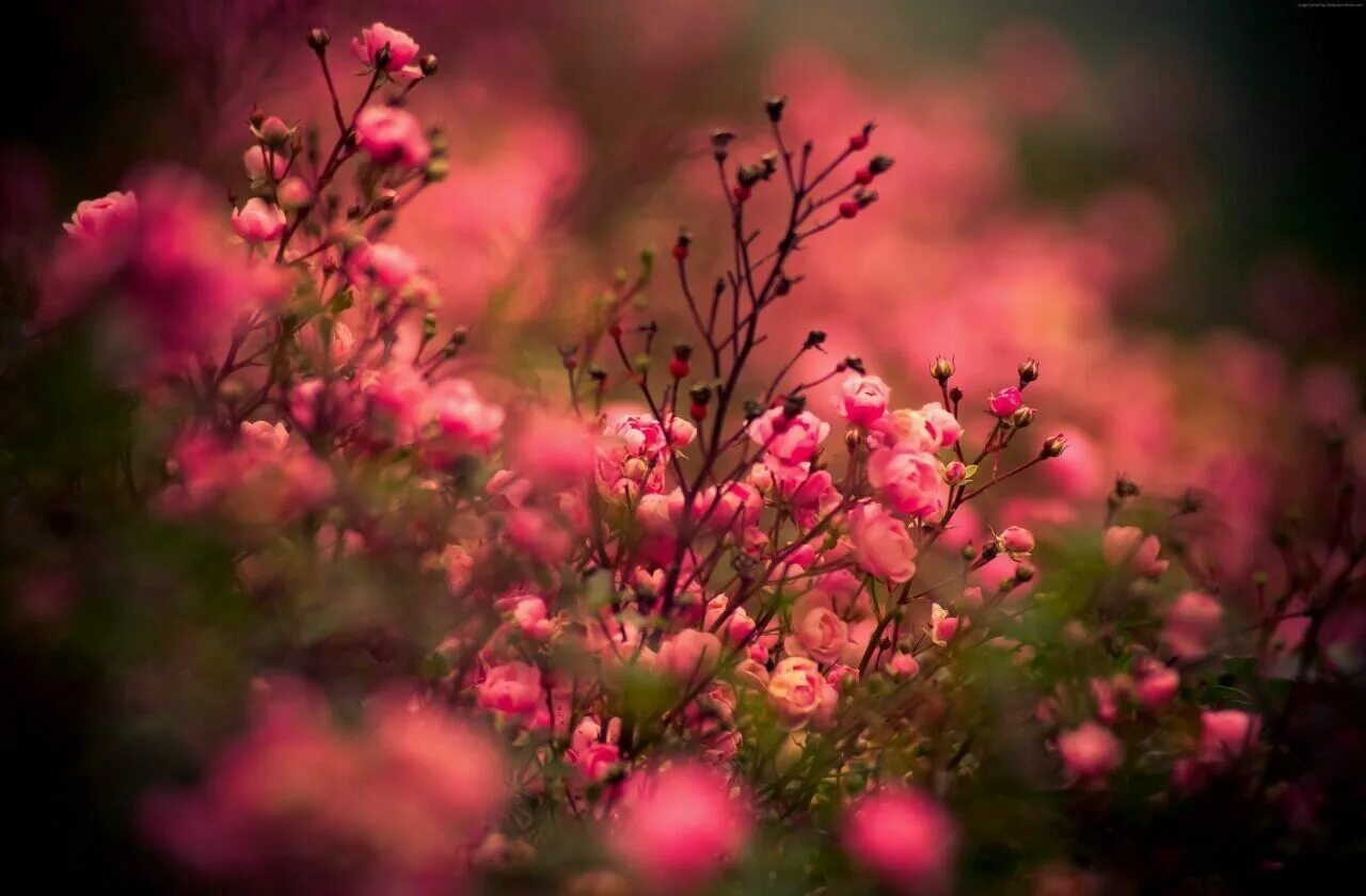 Free Images : blossom, flower, petal, bloom, garden, pink, flora, wildflower, cl
