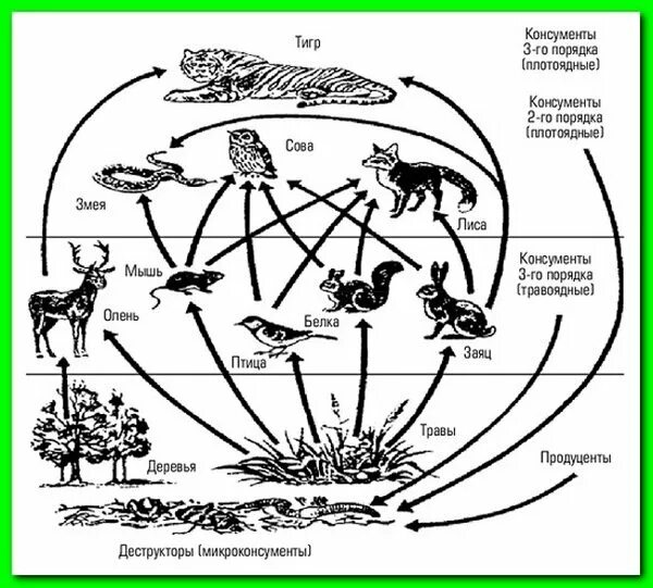 Схема пищевой цепи тайги. Пищевая цепочка в природе круговорот. Круговорот веществ в природе 4 класс окружающий мир пищевые цепи. Экосистема тайги пищевая цепь. Пищевая сеть питания