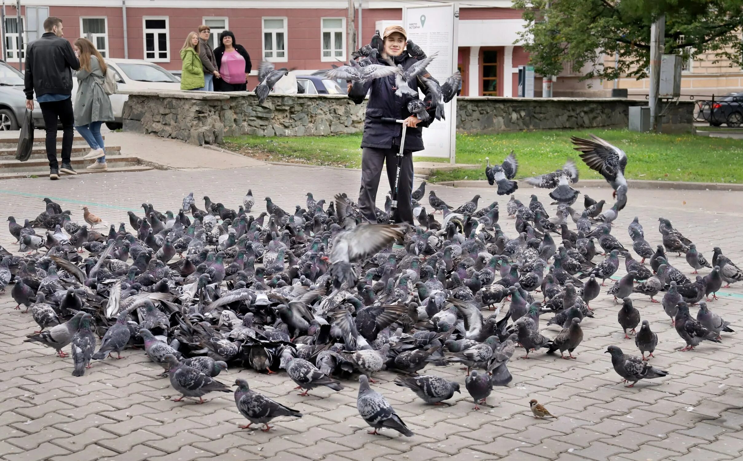 Много голубей. Голуби в городе. Птицы на улице. Кормить голубей.