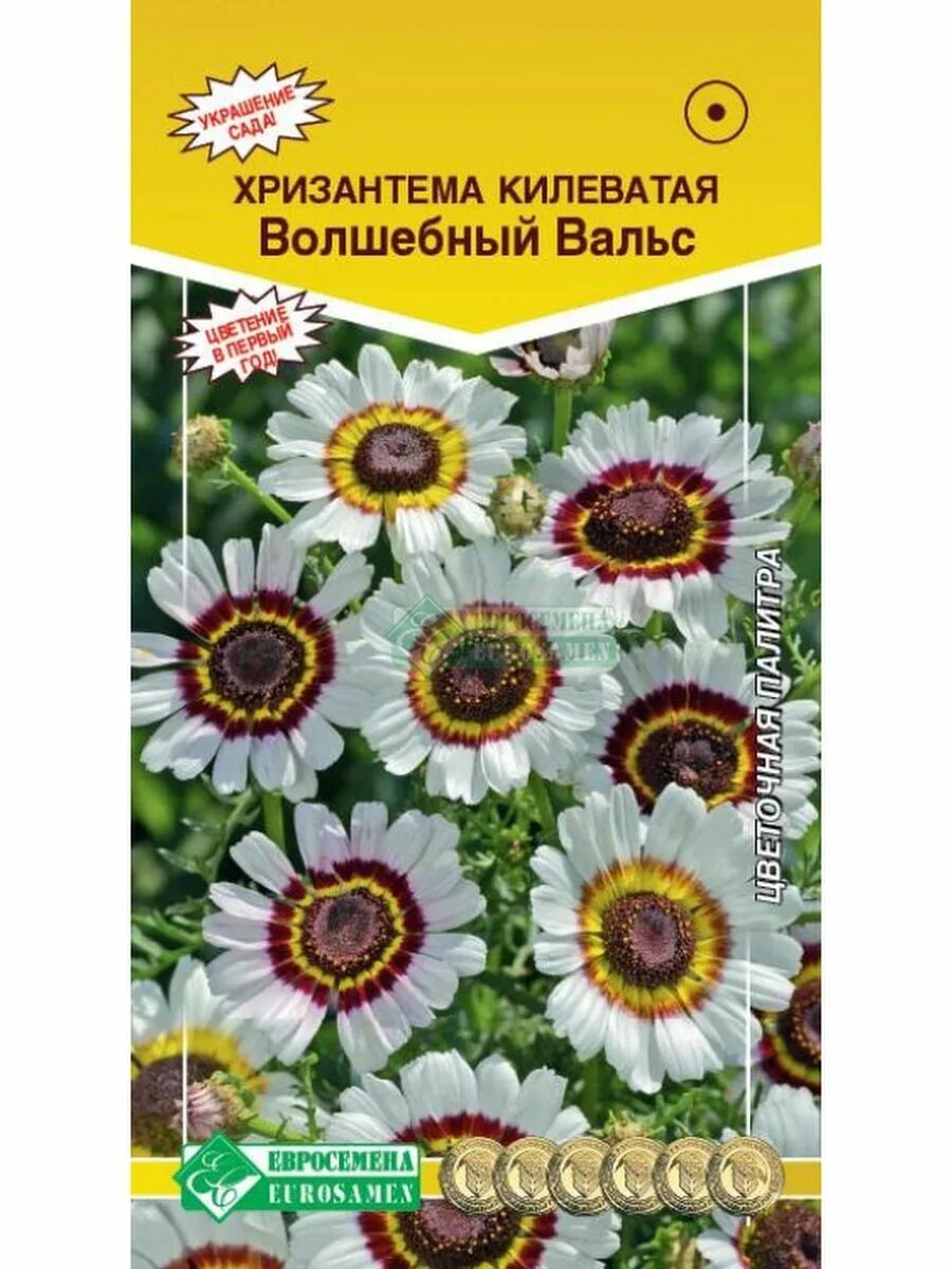 Хризантема килеватая семена. Хризантема килеватая многолетник. Хризантема килеватая (Chrysanthemum carinatum). Хризантема килеватая маскарад. Хризантема килеватая смесь.