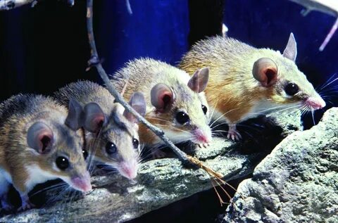 One mouse