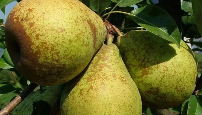 Груша феерия описание сорта отзывы. Груша феерия описание сорта отзывы