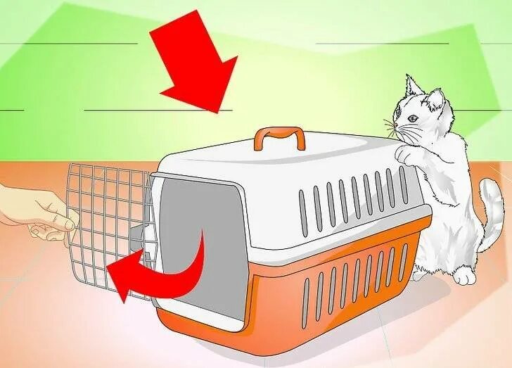 Как приучить кошку гулять