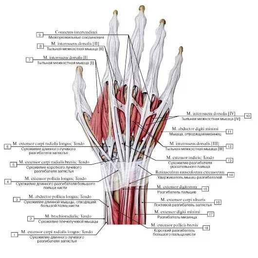 Сухожилия разгибателей кисти анатомия. Сухожилие разгибателя. Лучевой разгибатель предплечья кисти. Транспозиция разгибателя 2 пальца кисти. Сухожилие разгибателя.