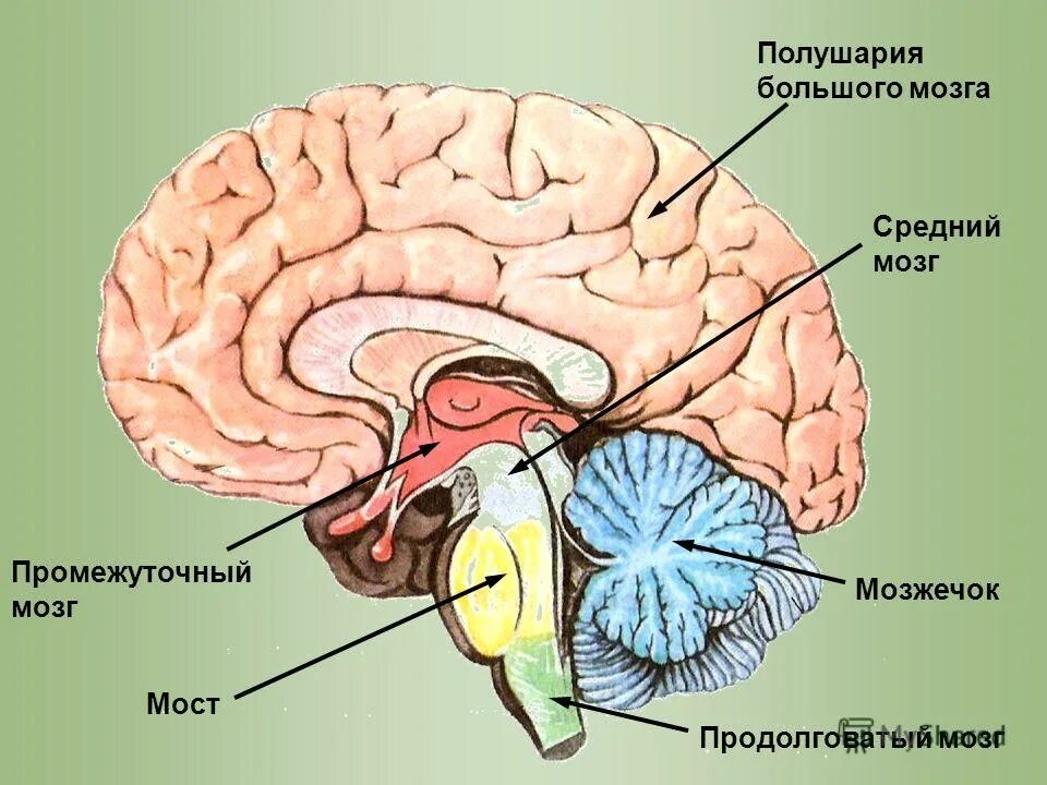 Значение в организме головного мозга. Головной мозг продолговатый средний задний промежуточный. Продолговатый мозг мост и мозжечок. Продолговатый задний средний промежуточный конечный мозг. Конечный мозг промежуточный мозг средний мозг.