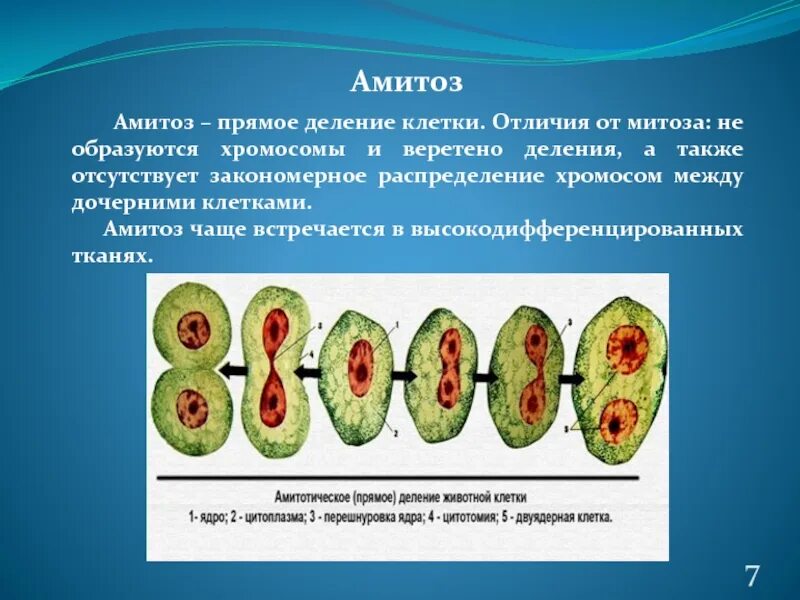 В результате митоза формируется. Амитоз прямое деление клетки. Деление клетки амитоз. Амитоз кариокинез. Деление клетки амитоз схема.