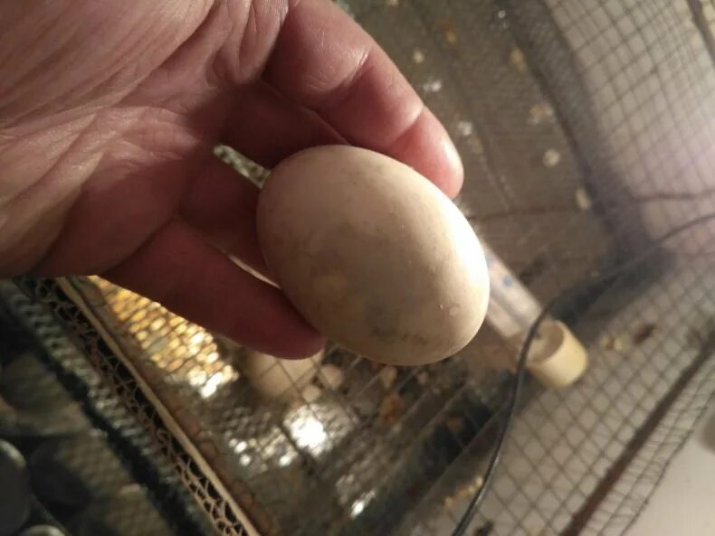 Последние дни инкубации яиц. Овоскопирование утиных яиц. Инкубаторий Утиные яйца. Утиные яйца в инкубаторе. Тухлые яйца в инкубаторе.