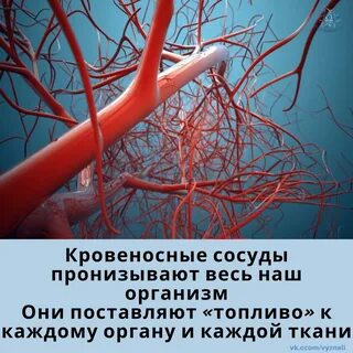 Заболевания кровеносных сосудов