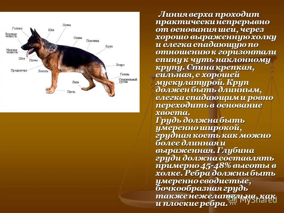 Рассмотрите фотографию коричневой кошки