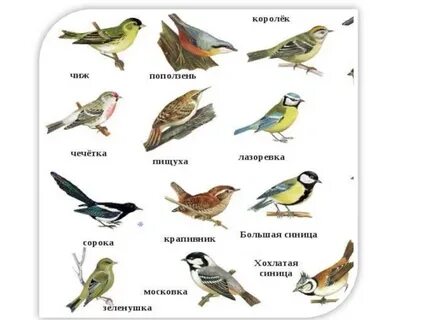 Представители птиц