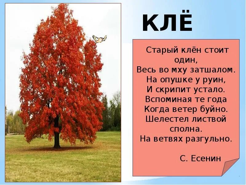 Дуб живет а береза
