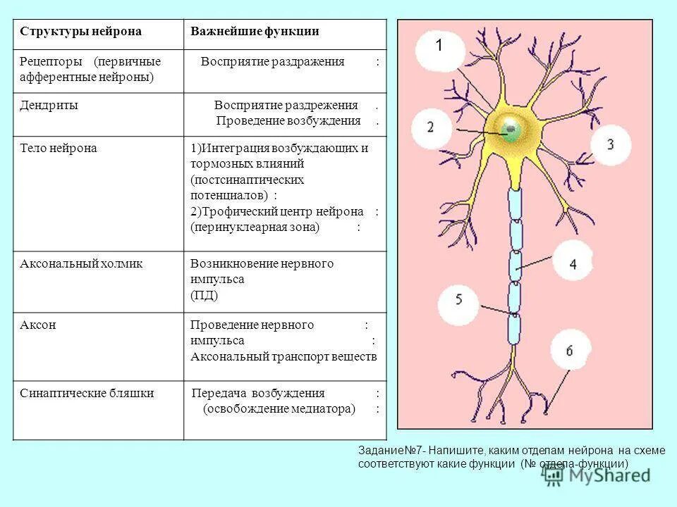 Нервные связи функции. Структуры нервной клетки таблица. Функциональные структуры нейрона таблица. Нейрон функции его частей. Строение нейрона отростки таблица.