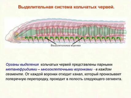 Органы чувств у кольчатых червей