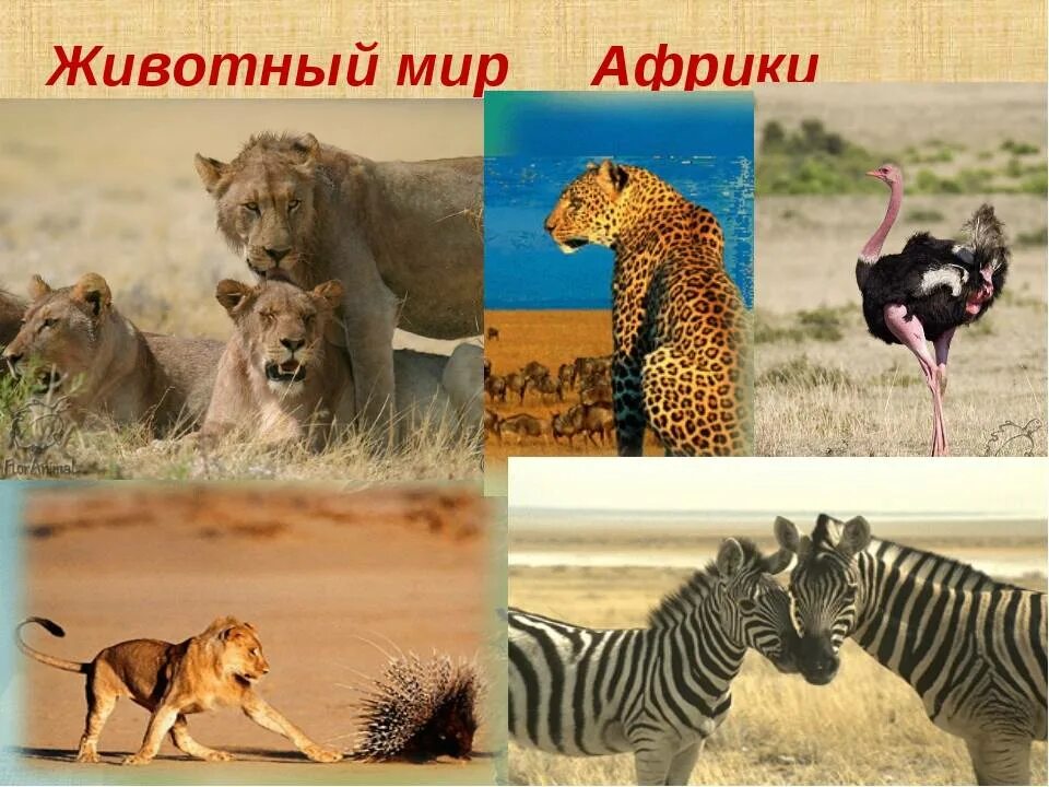 Какие животные обитают в африке 4 класс. Животный мир африки. растительный и животный мир африки. животный мир африки презентация. животные и растительный мир африки.