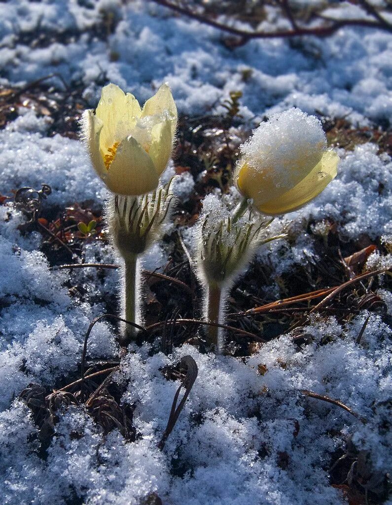 Весной природа пробуждается от зимнего сна. Подснежники ветреница. Весна пробуждается от зимнего сна. Природа просыпается от зимнего сна. Пробуждение природы.