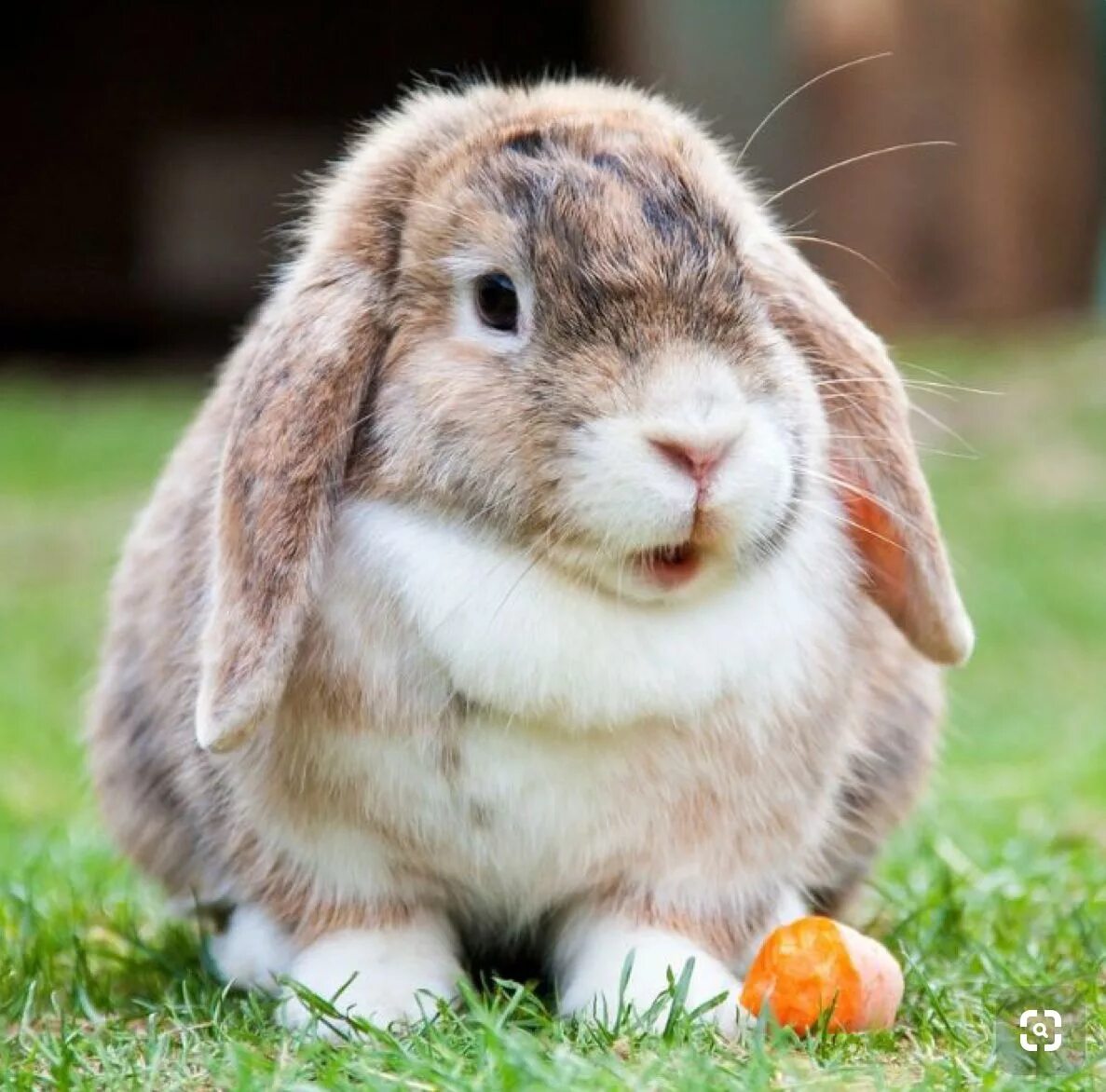 Well rabbit. Well rabbit
