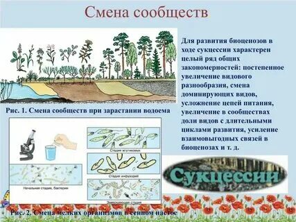 Правильная последовательность смены растительного сообщества. Первичная сукцессии леса. Причины смены природных сообществ. Правильная последовательность смены растительного сообщества. Правильная последовательность смены растительного сообщества.