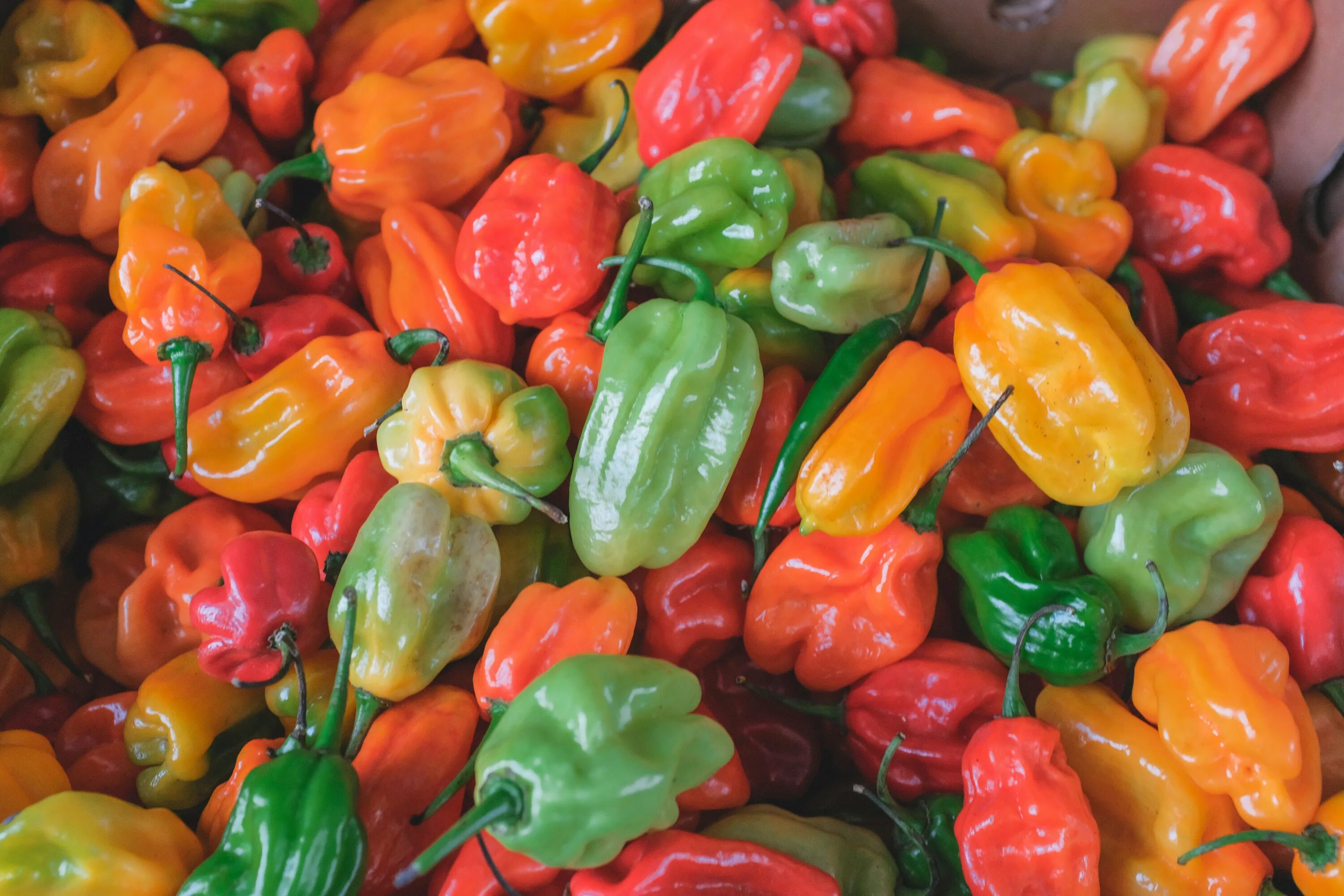 Сладкий болгарский перец. Capsicum annuum сладкий перец. Перец сладкий щедрость. Перец сладкий. Болгарский перец.
