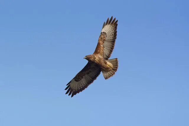 Common Buzzard (Buteo buteo). Birds of Siberia.