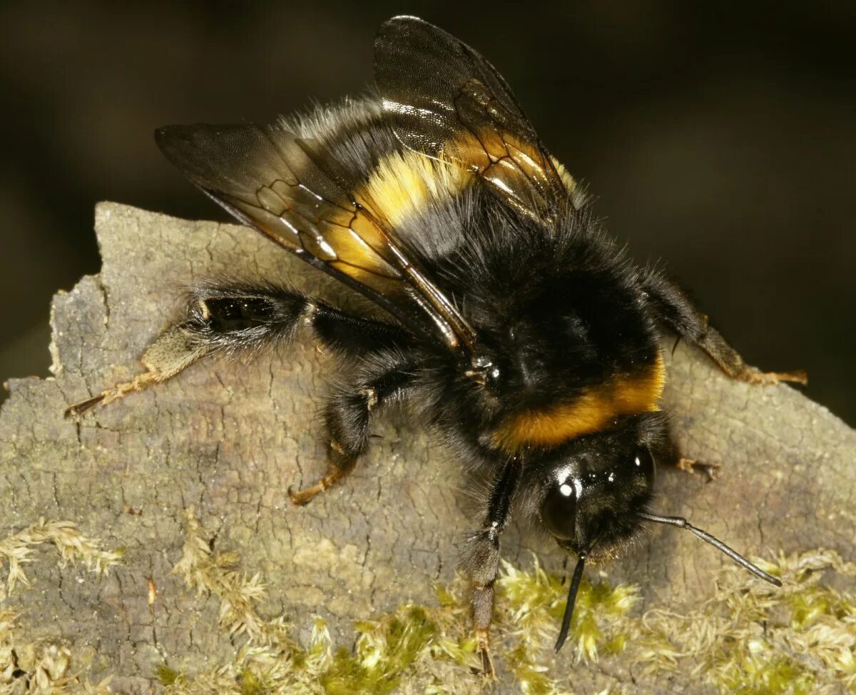 Земляная муха. Bombus terrestris. Шмель Bombus. Шмель Земляной Bombus terrestris самец. Bombus terrestris (Linnaeus, 1758).