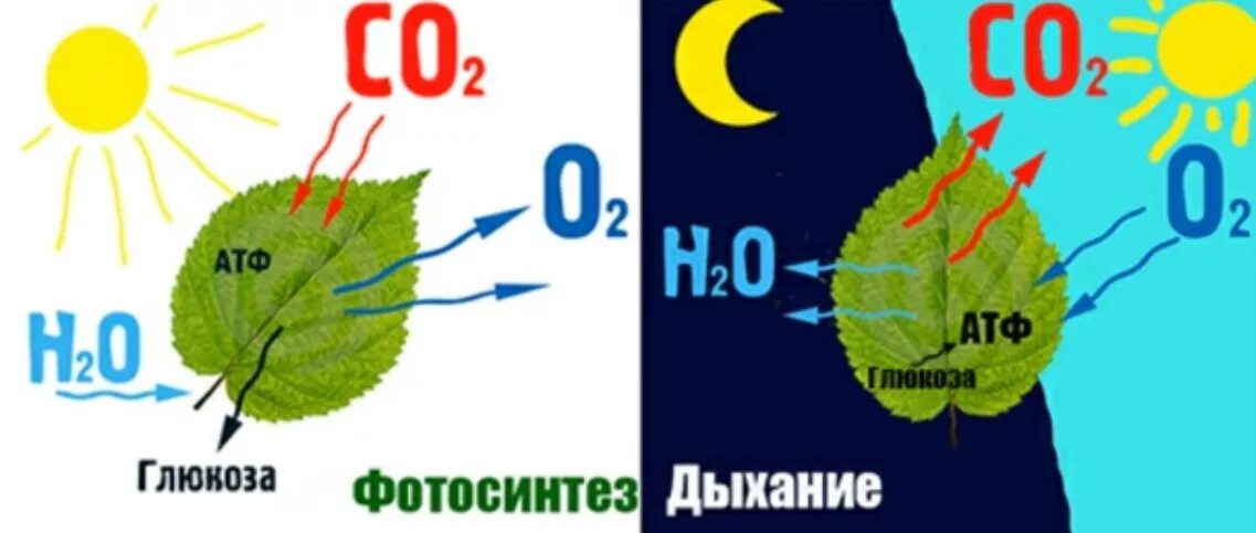 Фотосинтез и дыхание. Дыхание растений. Фотосинтез схема. Схема процесса фотосинтеза. Дыхание как и фотосинтез ответы