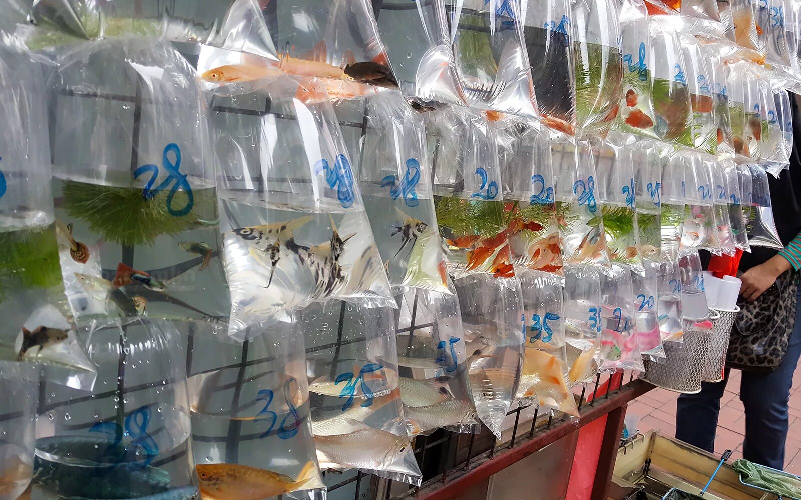 Продать аквариумных рыбок. Птичий рынок рыбки аквариумные. Аквариумные рыбки на рынке. Аквариумный рынок в Москве. Птичий рынок Москва аквариумные рыбки.