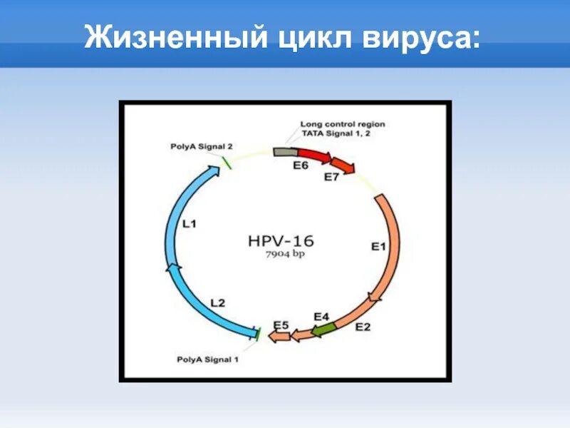 Жизненный цикл вируса схема. Жизненный цикл ДНК содержащих вирусов. Схема жизненного цикла вируса гриппа. Стадии жизненного цикла вируса.