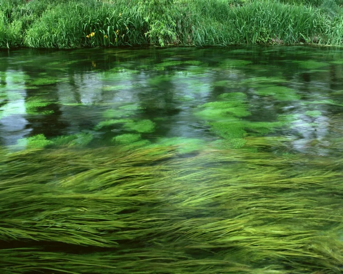 В исследованной воде из местного болота. Термофильные синезеленые водоросли.