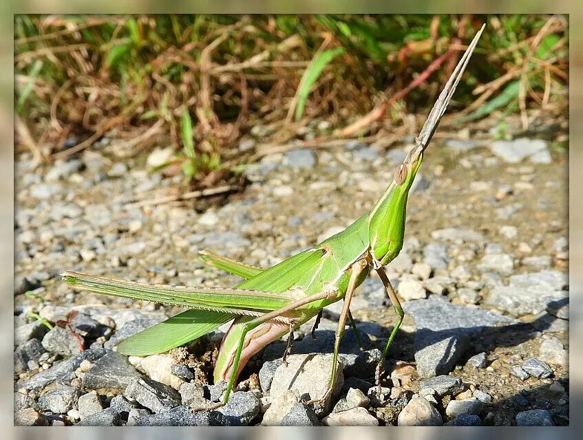 Акрида биколор. Акрида- акриды. Акрида биколор. Саранча акрида. Саранча акрида.