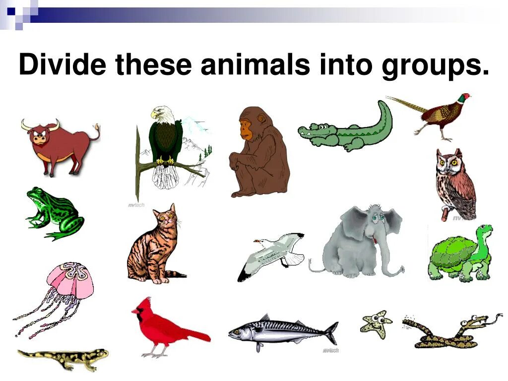 Groups of animals. Divide these Words into Groups. Divide Group. Dividing Groups.