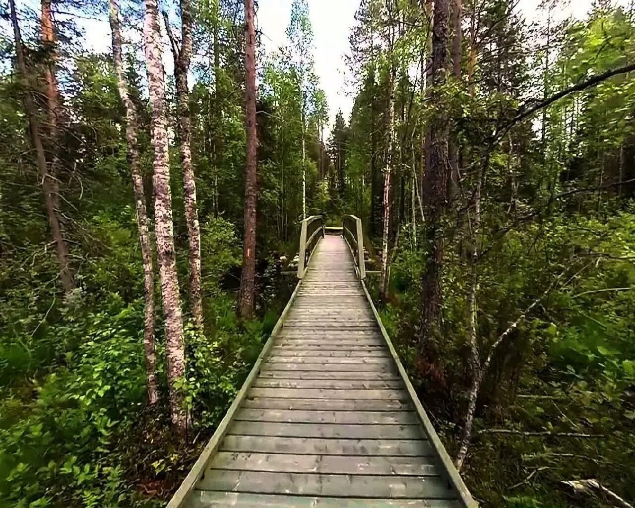 Новая сказочная эко тропа в ленобласти. Костомукшский заповедник Карелия. Костомукша экотропа. Эко тропа заповедника Кивач. Вепсский лес экотропа.