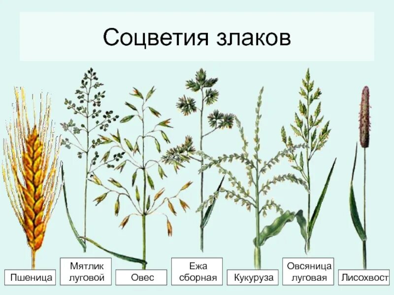 Покрытосеменные злаковые. Мятлик Луговой соцветие. Тимофеевка мятлик овсяница. Соцветие злаки Мятликовые. Семейство злаки Мятликовые представители.