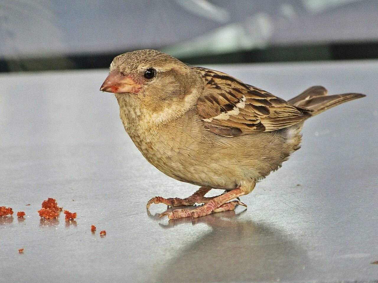 Орнитология воробьев. Насекомоядные птицы воробей. Дом птиц воробей. Домашний воробей. Домовый воробей воробьиные.
