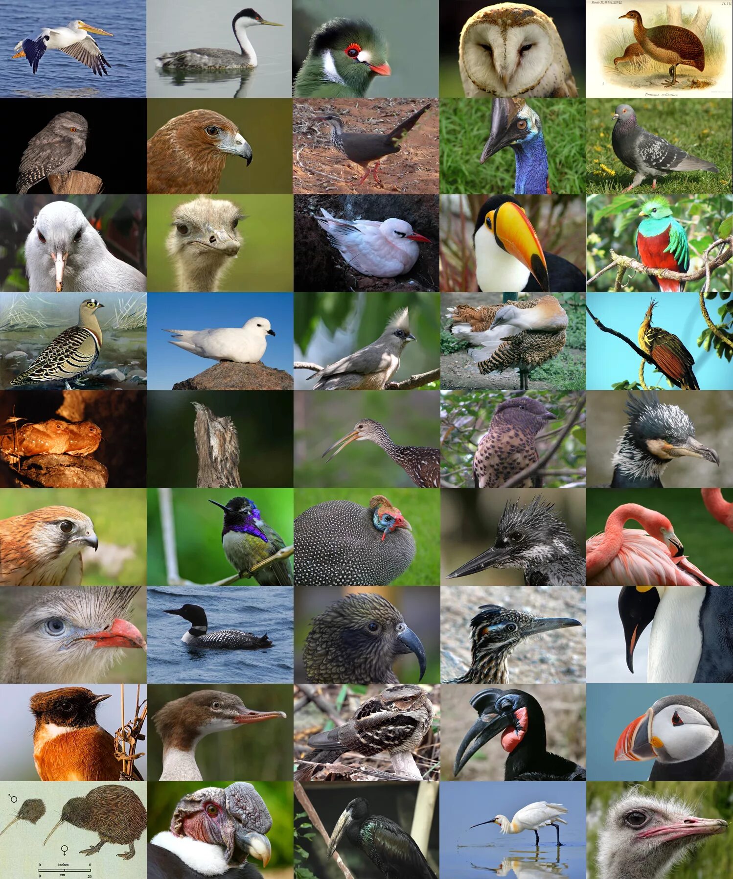 Kind birds. Виды птиц. 7 Видов птиц. Птицы новой Зеландии. Bird species.