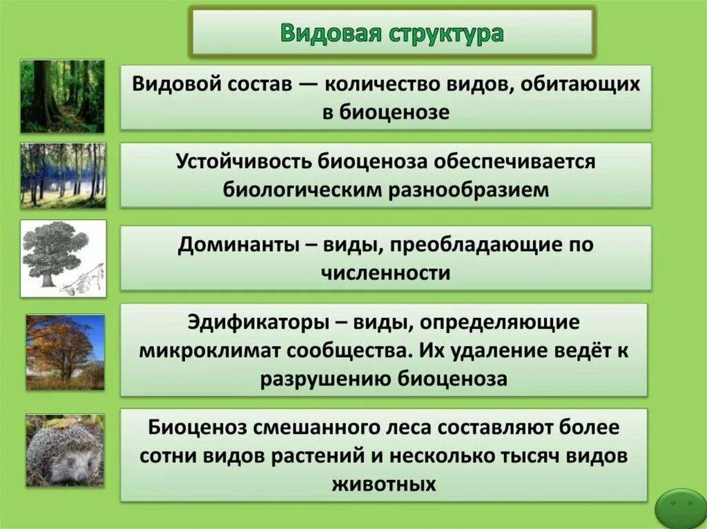 Видовая структура биоценоза. Видовая структура сообщества. Видовое разнообразие биоценоза. Видовой состав и видовое разнообразие. Биоценоз леса пример