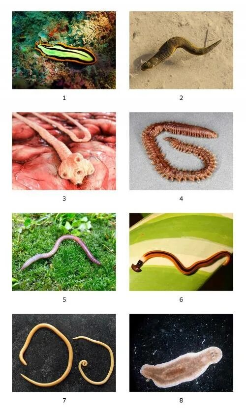 Чем представлены черви. Класс червей.